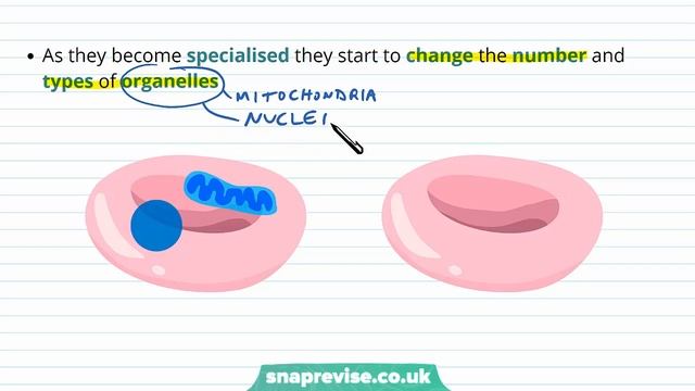 Stem Cells | A-level Biology | OCR, AQA, Edexcel смотреть онлайн