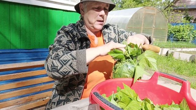 Ферментация листа смородины.☘️?.. (1 этап). смотреть онлайн