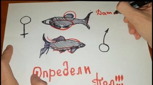 определи пол у Моллинезия  Когда родит  рыбка, сроки беременности