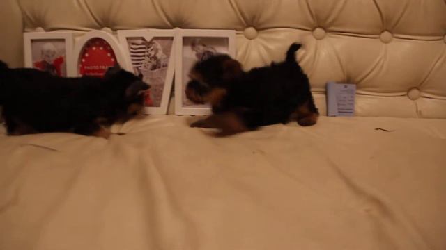 йорки продаются