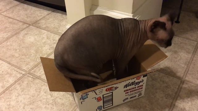 Sphynx in the small box смотреть онлайн