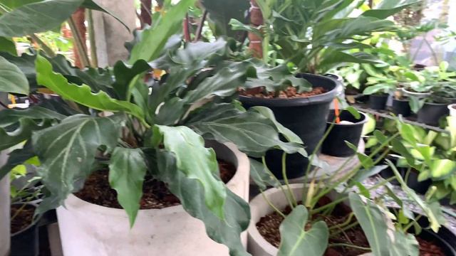 Shop recommended! แนะนำร้านไม้ด่าง ร้านสวนเต็กโขรด ตลาดฟ้าใส โคราช | สวนอุ่นดิน смотреть онлайн