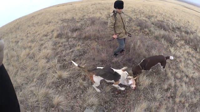 Охота на зайца. Открытие сезона осень 2017-2018. смотреть онлайн