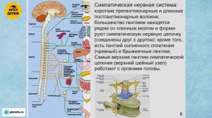 Вячеслав Дубынин: «Вегетативная нервная система» (Лекция 17)