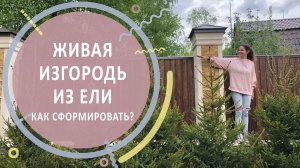 Формованная живая изгородь из ели | Как сформировать?