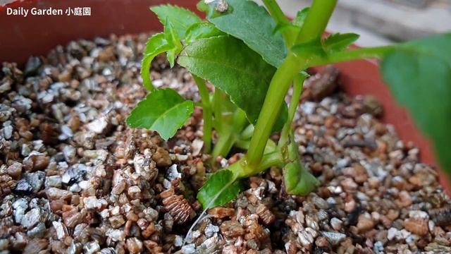 Plant cuttings | How to grow Torenia (Wishbone Flower) from cuttings - 如何簡單的扦插夏堇（夏瑾） смотреть онлайн