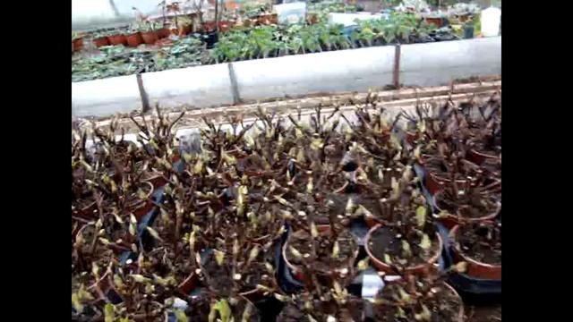 Выгонка гортензии к 8 марта смотреть онлайн