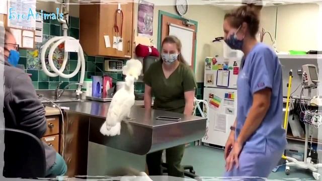 САМЫЕ СМЕШНЫЕ ПОПУГАИ ? ПРИКОЛЫ С ПОПУГАЯМИ ? FUNNY PARROTS #720 смотреть онлайн