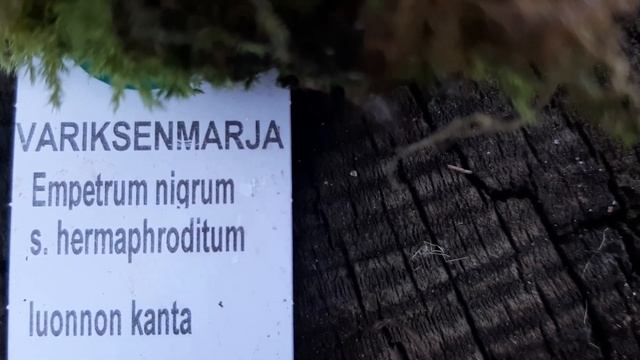 EMPETRUM NIGRUM.Шикша, водяника,садовая самоопыляющаяся.В подмосковье в питомнике Княженики!. смотреть онлайн