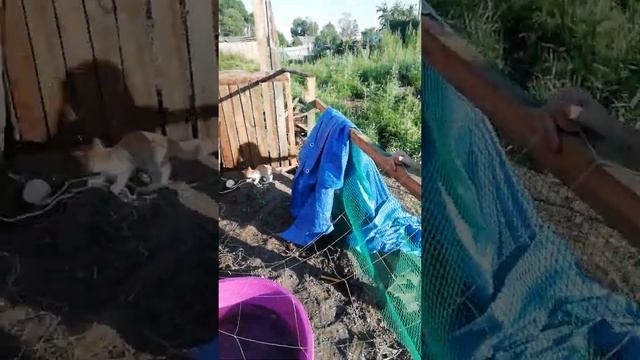 Как паук///гулять будет птица// смотреть онлайн