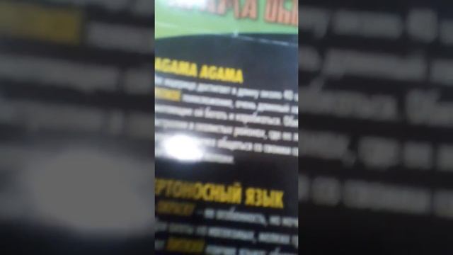 Обзор на агаму обыкновенную и и ещё одну ящерицу которыя меняют цвет смотреть онлайн