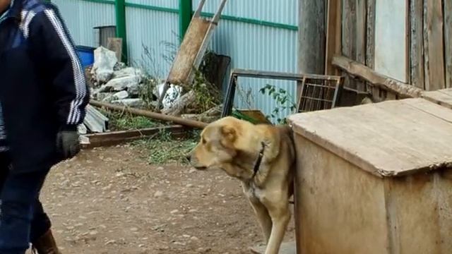Число бродячих собак увеличилось (Братск) смотреть онлайн