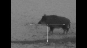 Охота на кабана с вышки.  Удачное закрытие зимнего сезона 2020!