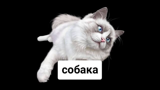 собака смотреть онлайн