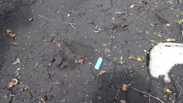 Следы тигра. Уссурийск. смотреть онлайн