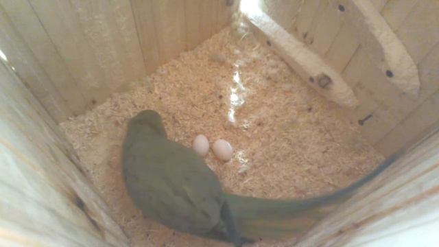 Самка попугая усаживается на яйца. 12.03.15 86 смотреть онлайн