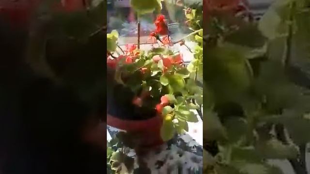 Цветы на окне . Какие выращивать цветы дома . Красивые , домашние цветы . Уход за цветами . Видео