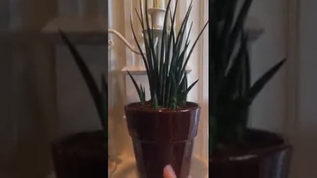 Kwiaty w salonie смотреть онлайн