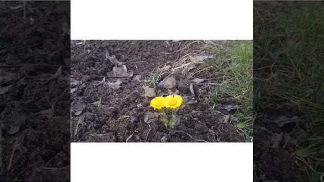 Весенние первоцветы. Мать-и-мачеха смотреть онлайн