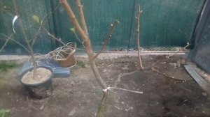 Кудрания ("малиновое" или "клубничное" дерево) после разных вариантов зимовки. Обрезка кудрании.