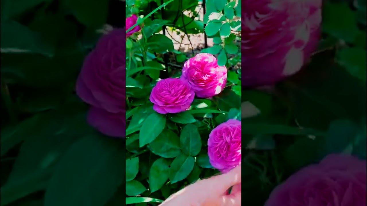 Роза Флорибунда Хайди Клум Heidi Klum смотреть онлайн