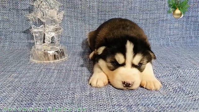 Предлагаем мальчика черно-белого щенка хаски, родился 20 октября 2022 года смотреть онлайн
