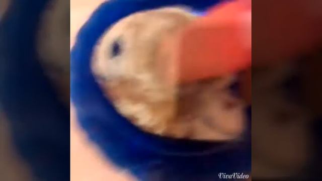 Как приготовить пирожное сладкая картошка!) смотреть онлайн