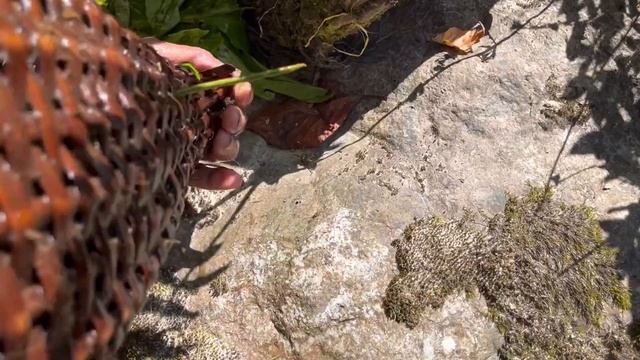 Discover the Hidden Techniques of Northeast Tribal Community Fishing смотреть онлайн