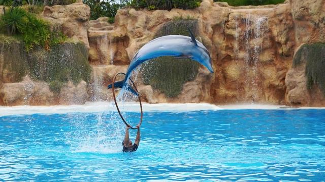 Кулинарный Смелый Кот