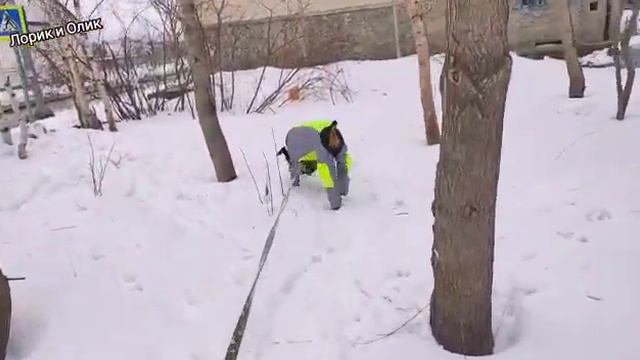 Доберман Лорд в новом комбинезоне. Хвастаюсь. смотреть онлайн