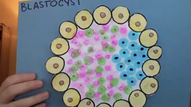 Have an Issue...Need a Tissue?-Embryonic Stem Cells смотреть онлайн