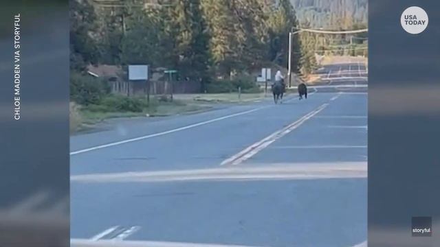 Cowboy lassos escaped rodeo bull | USA TODAY смотреть онлайн