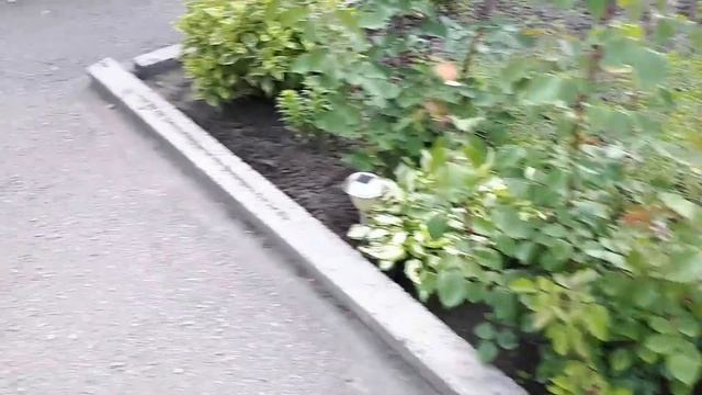 МУЖСКОЙ КУСТ АКТИНИДИИ( первая клубника) смотреть онлайн