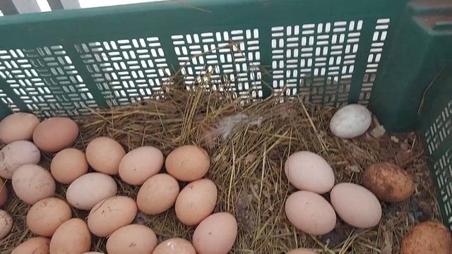 АВТОНОМНЫЙ КУРЯТНИК ПО-женски. Состав зерносмеси для зимней яйценоскости кур. смотреть онлайн