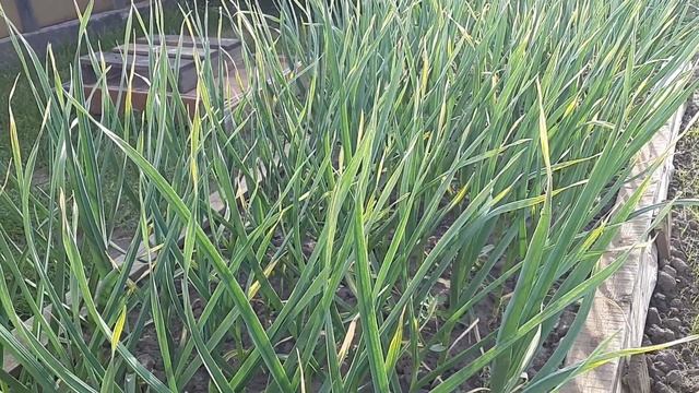 Цветы На Даче . А Как На Свете Без Цветов Прожить? смотреть онлайн