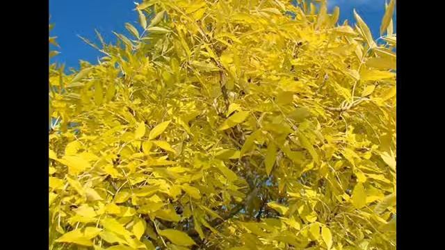 Moishe - Я спросил у ясеня смотреть онлайн