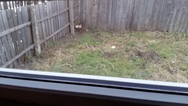 Новый курятник и его обустройство.Видео №2. смотреть онлайн