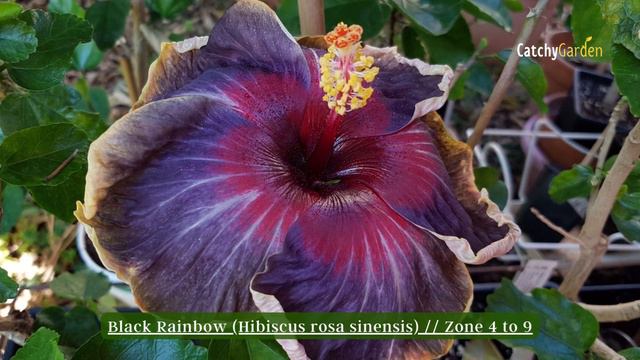 5 Must Have Hibiscus Varieties for Every Gardener 🌺👍 // gardening Ideas смотреть онлайн