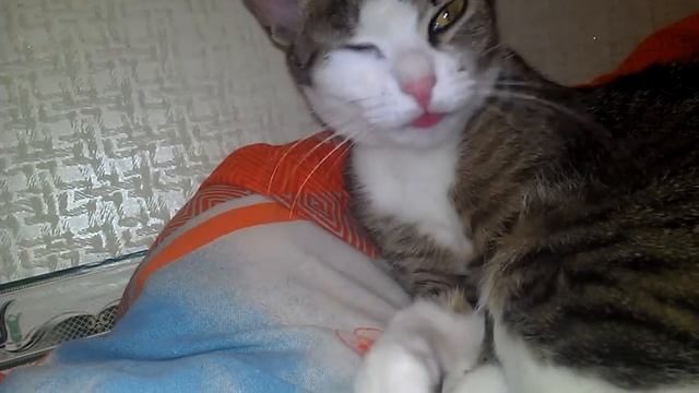 Cat is washing смотреть онлайн