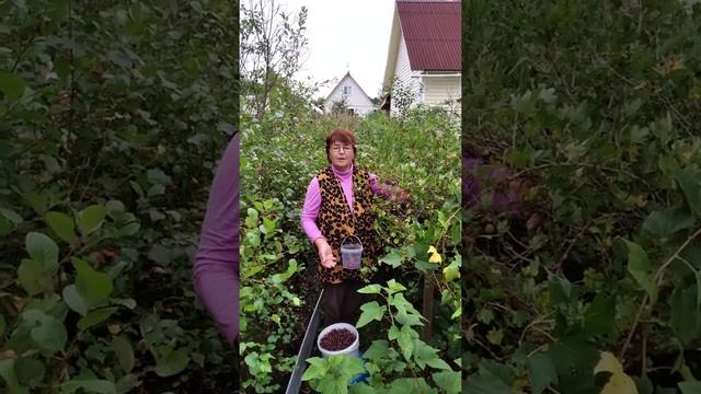 Крыжовник 2020 г. смотреть онлайн