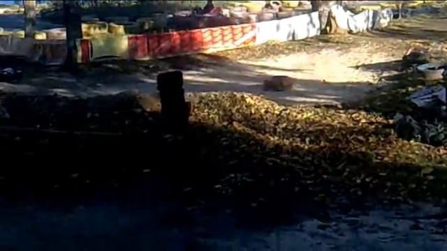 Two traxxas slash on race trace "LRC CLUB" смотреть онлайн