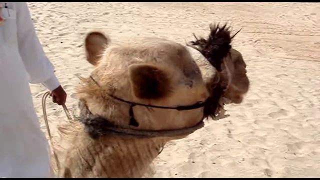 Nuweiba beach смотреть онлайн