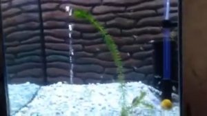 Нерест золотых рыбок. (Аранды)