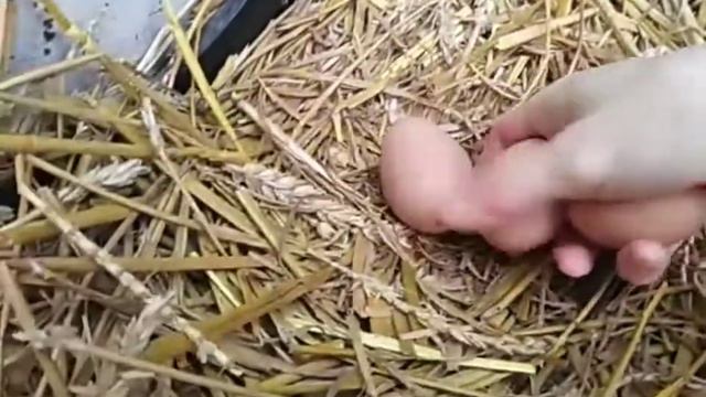 Куры 🐔зелёная трава 🍀яйца 🥚 смотреть онлайн