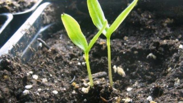 Чтобы вырастить крепкую рассаду смотреть онлайн
