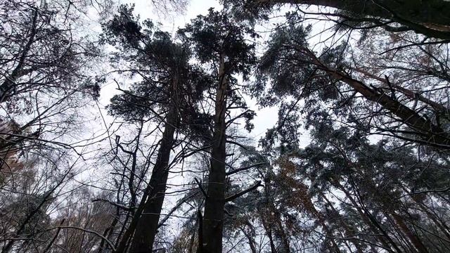 Расслабляющая прогулка смотреть онлайн