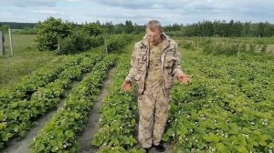 Клубника Чамора Туруси