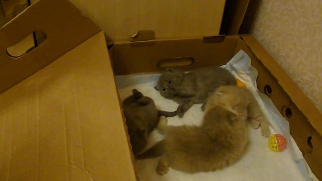 котята шотландские вислоухие смотреть онлайн