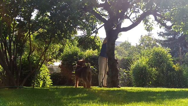 Airedale Terrier Amani, Mai 2018