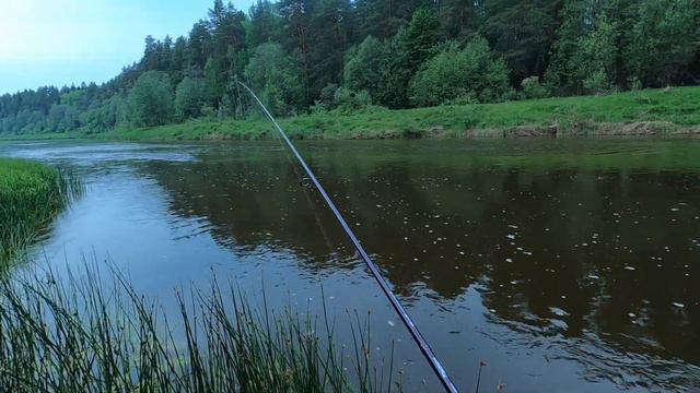 День Рафаэля, голавль очумел! смотреть онлайн